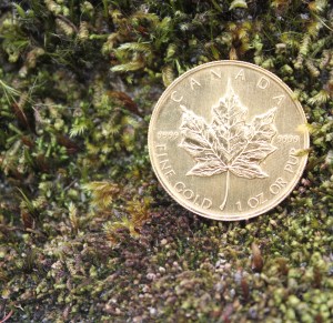 image Intelligentsia Media Group. all rights reserved. gold-coin-in-moss.jpg