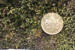 gold-coin-in-moss.jpg