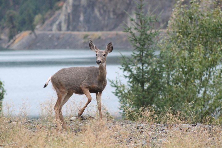 Deer_Lillooet