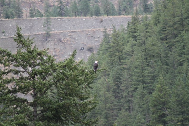Eagle_Lillooet
