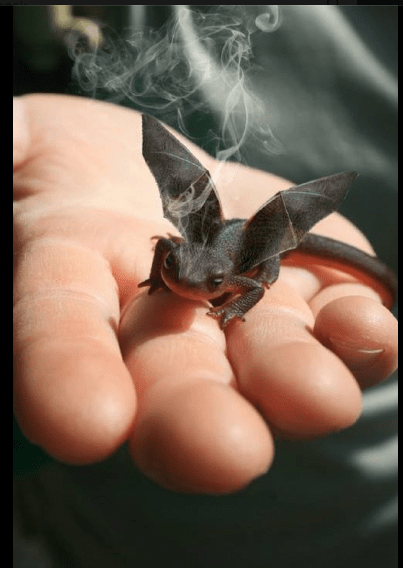 Screen Shot 2016-07-16 at 11.47.16 AM