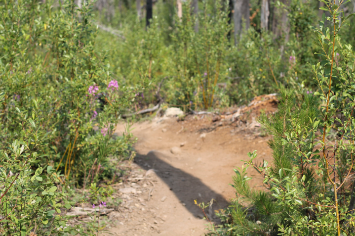 Screen Shot 2018-08-24 at 1.33.38 PM