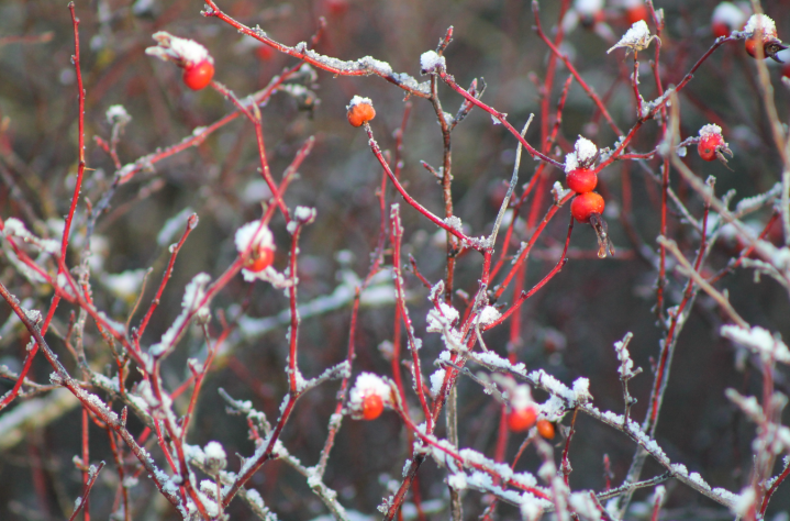 Crowds, Coins, and the Coming Reset: Will the Rulers Redirect or&nbsp;Fall?